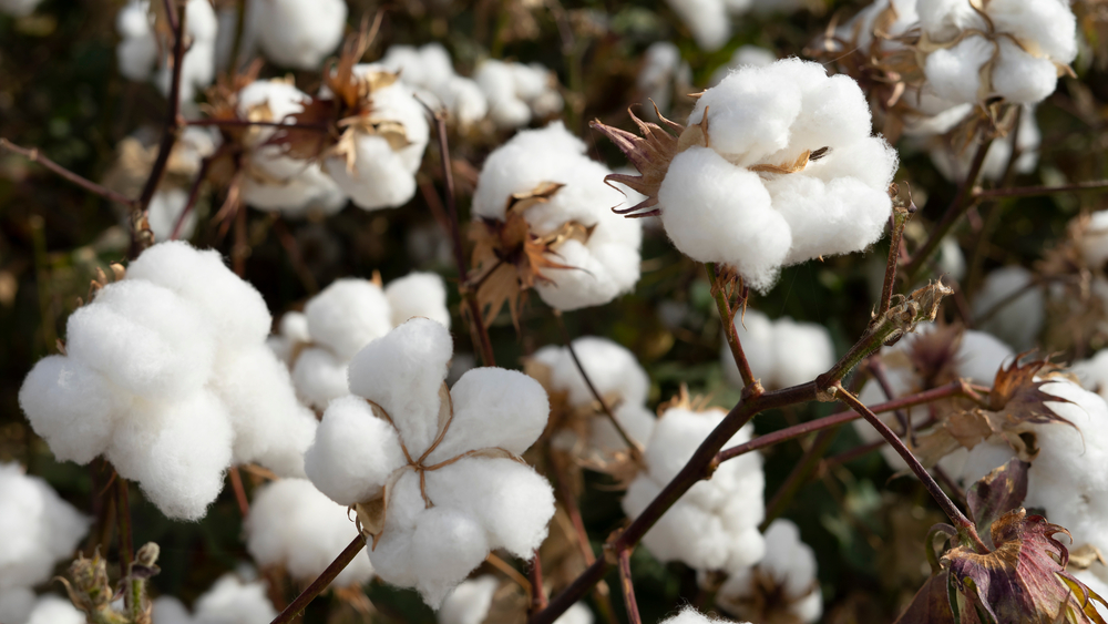 Cotton farming and agricultural workforce