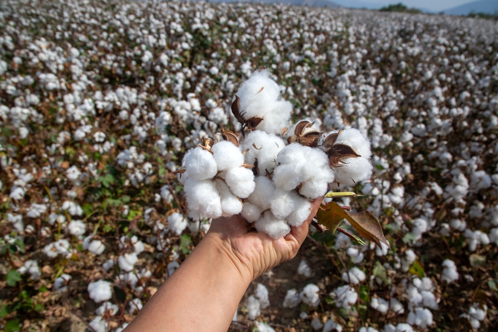 Cotton industry workers in an agricultural setting