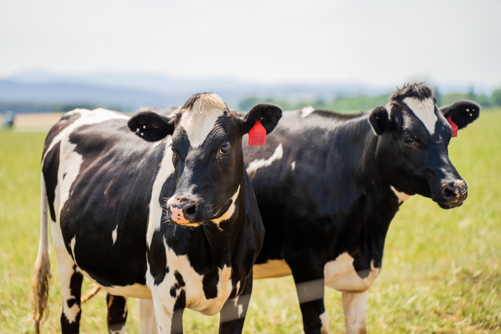 Dairy farm workers supporting Australian agriculture