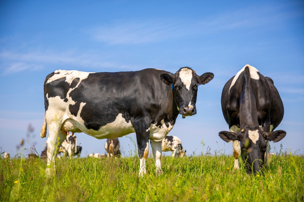 Dairy industry workers in a processing facility